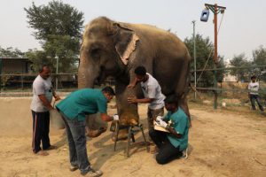 मथुरा में हाथियों के लिए भारत का पहला विशेष अस्पताल खोला गया |_40.1
