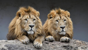 केंद्र ने गुजरात के गिर में एशियाई शेर संरक्षण के लिए 59 करोड़ रुपये आवंटित किए |_40.1