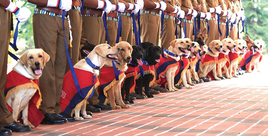 Image result for bihar dog squad