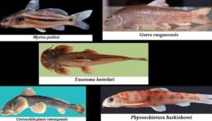 अरुणाचल में मछली की 5 प्रजातियों की खोज की गयी |_40.1