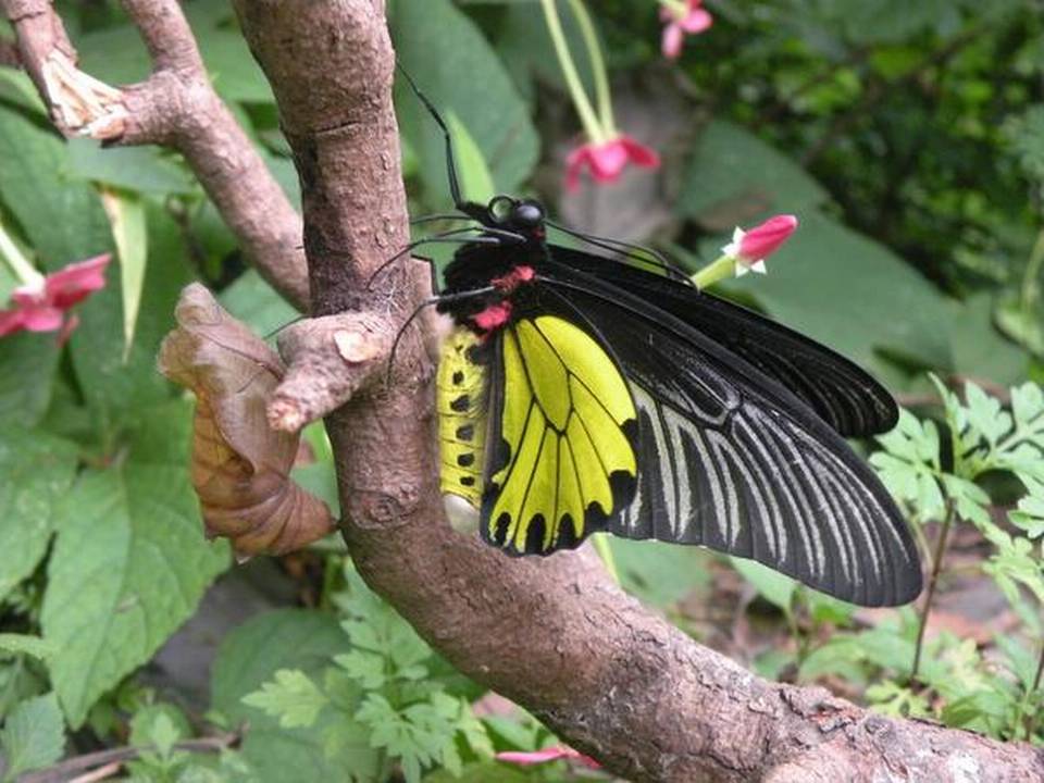 Himalayan Golden Birdwing butterfly named as India's largest butterfly