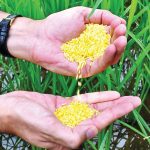 Philippines becomes first country to approve Golden Rice for planting
