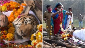 Legendary Collarwali Tigress who gave birth to 29 cubs passes away_4.1