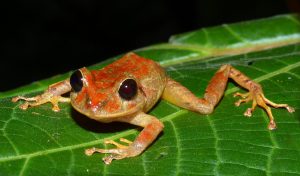 Scientists name new species of rainfrog after Greta Thunberg_4.1