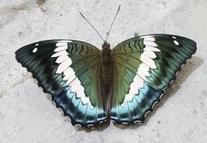 Blue Duke declared as the State Butterfly of Sikkim 2022_4.1