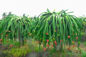 Karnataka govt launched 'FRUITS' software for farmer schemes_4.1