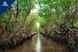 International Day for the Conservation of the Mangrove Ecosystem 2022_4.1