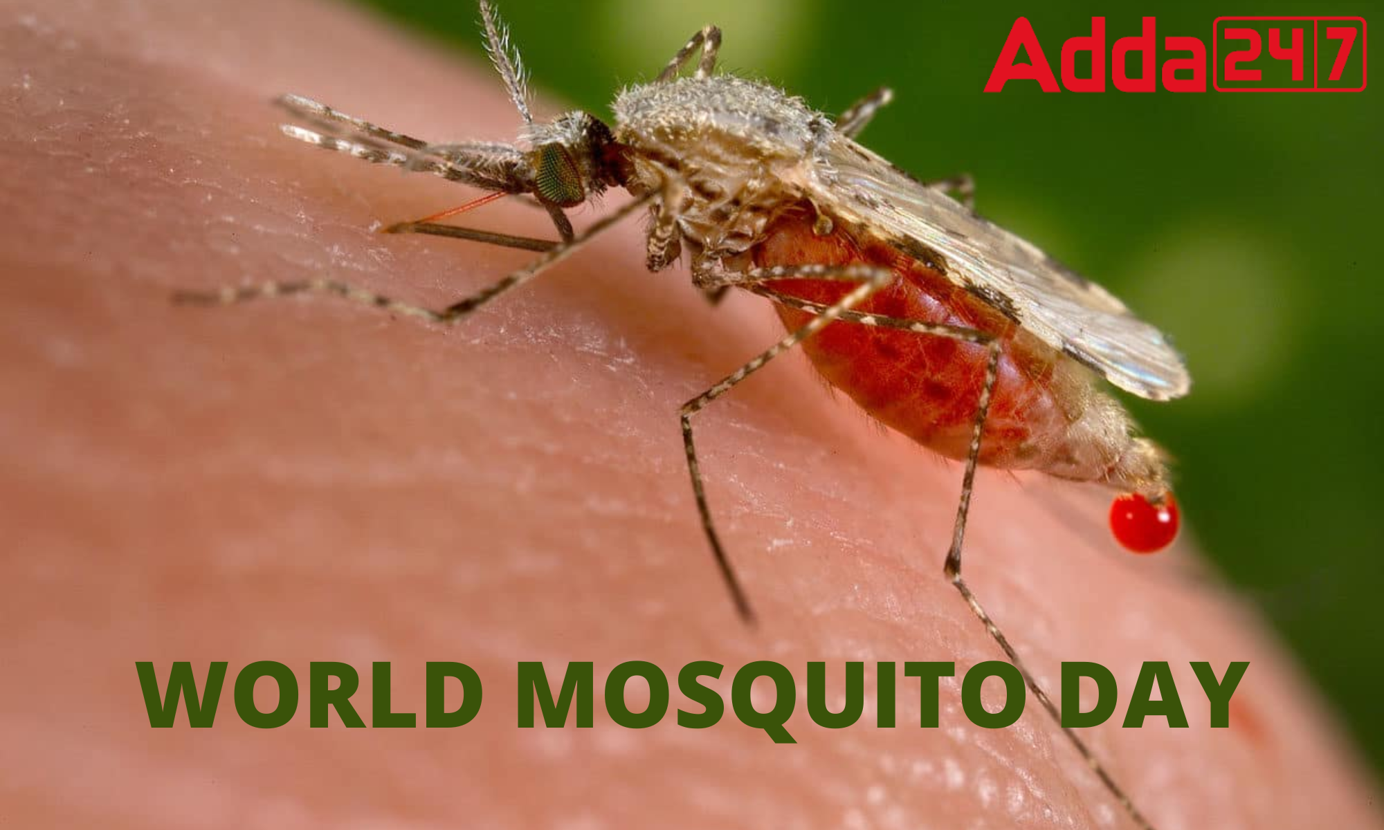 World Mosquito Day