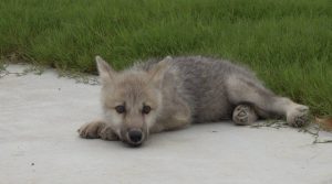 Chinese Scientists create world's first cloned wild Arctic wolf 'Maya'_4.1