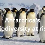 Antarctica's Biodiversity at risk, Emperor Penguins could be extinct by 2100