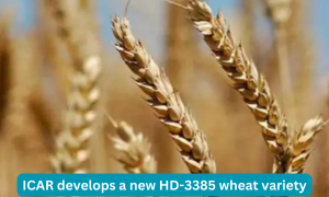 ICAR develops a new HD-3385 wheat variety