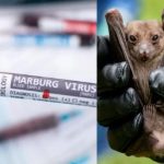 Tanzania announces outbreak of deadly Marburg virus disease
