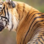 Nepal becomes founding member of International Big Cats Alliance
