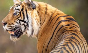 Nepal becomes founding member of International Big Cats Alliance_4.1