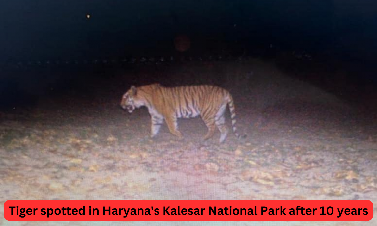 Tiger spotted in Haryana's Kalesar National Park after 10 years