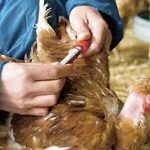 Brazil, top chicken exporter, confirms first ever avian flu cases in wild birds