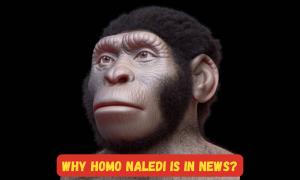 Homo naledi