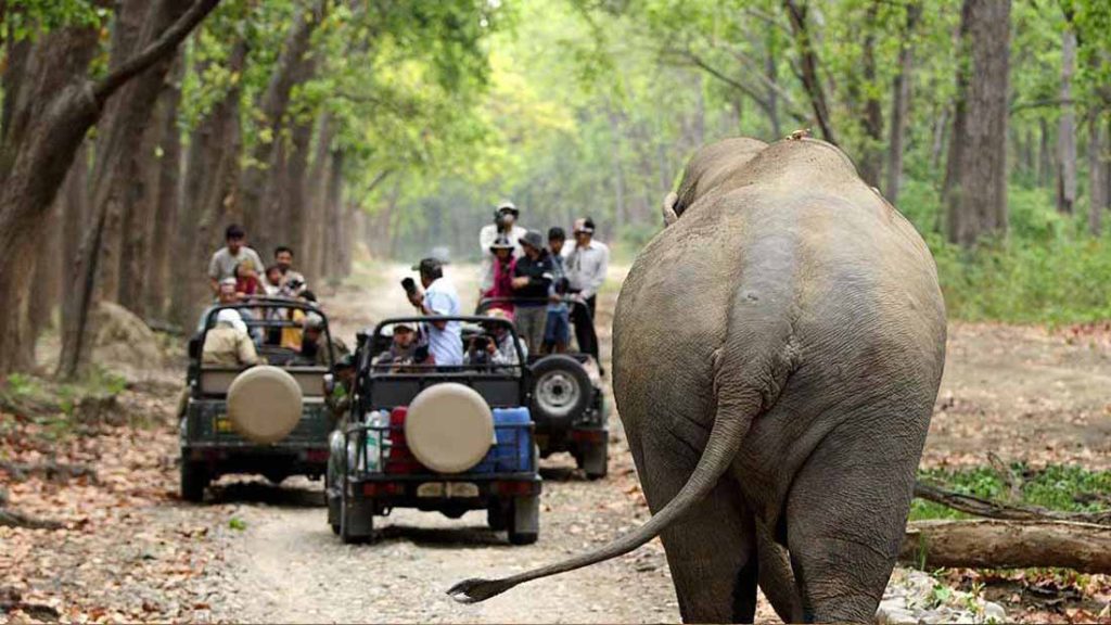 Safari in Jim Corbett National Park