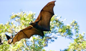 Why Is Nipah Virus In News?_4.1