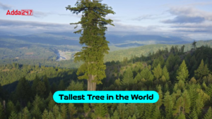 Tallest Tree in the World