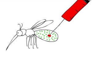 Wolbachia: A Bacterial Symbiont with Intriguing Biological Roles