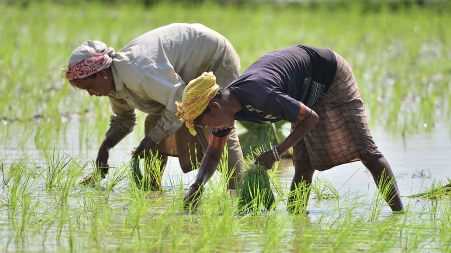 India Set to Extend Rice Export Bans Through 2024, Impacting Global Prices