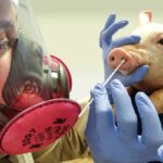 UK Detects First Human Case Of H1N2 Pig Virus
