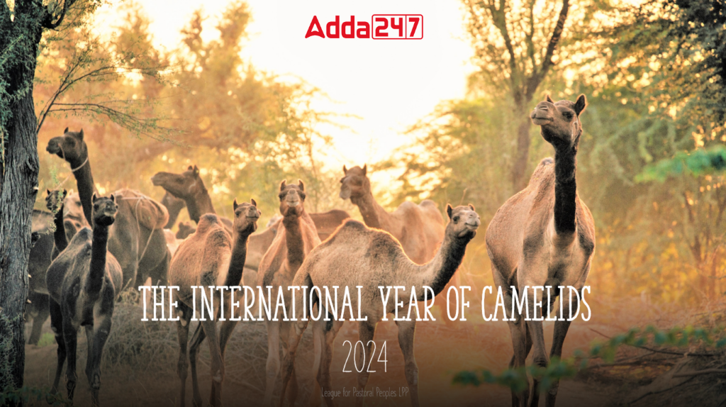 United Nations Declares 2024 as the International Year of Camelids