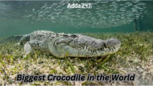 Biggest Crocodile in the World