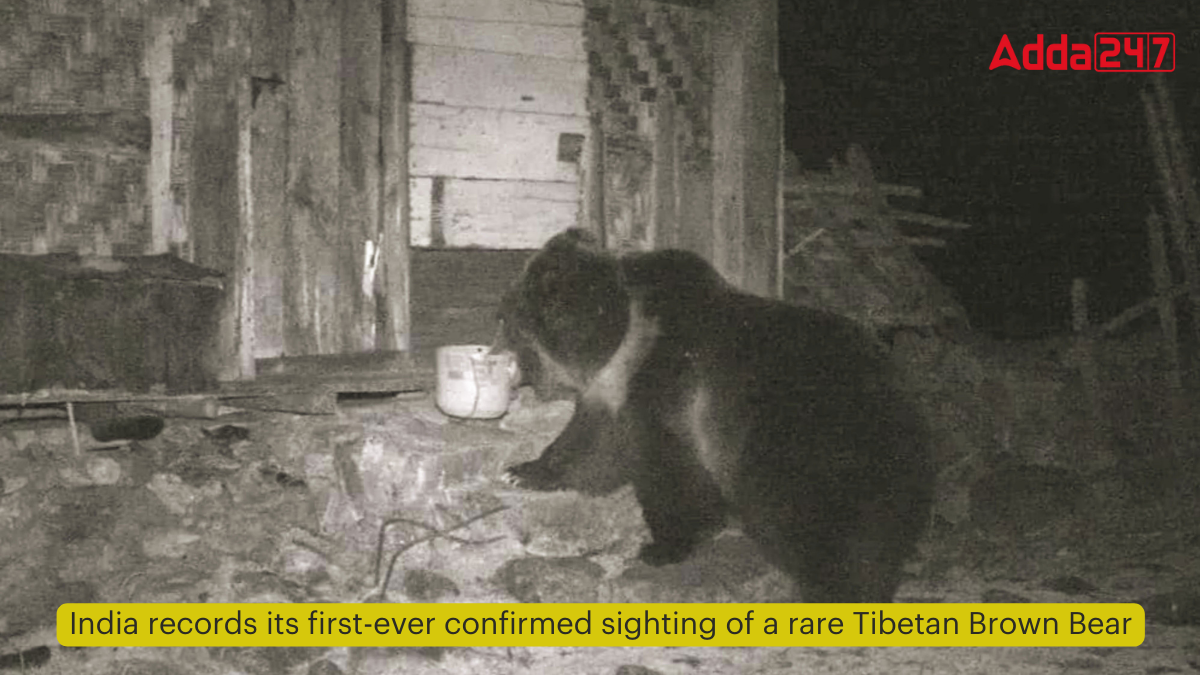 India records its first-ever confirmed sighting of a rare Tibetan Brown Bear