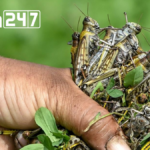India Aids Afghanistan With 40,000 Liters Of Malathion Against Locust Threat