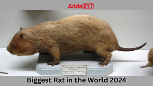 Biggest Rat in the World 2024