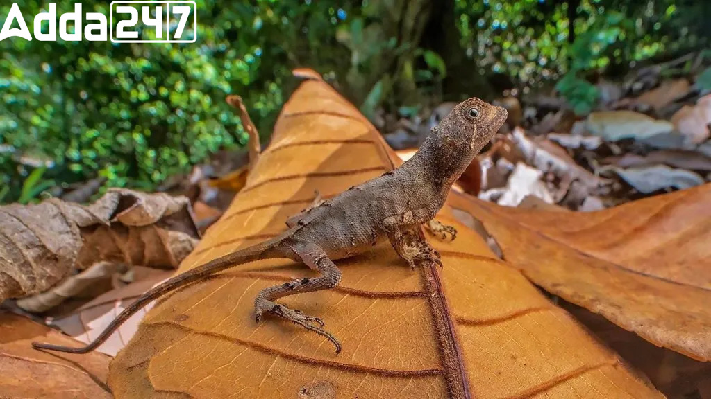 Scientists Uncover New Kangaroo Lizard Species in Western Ghats: A "Diminutive Dragon"