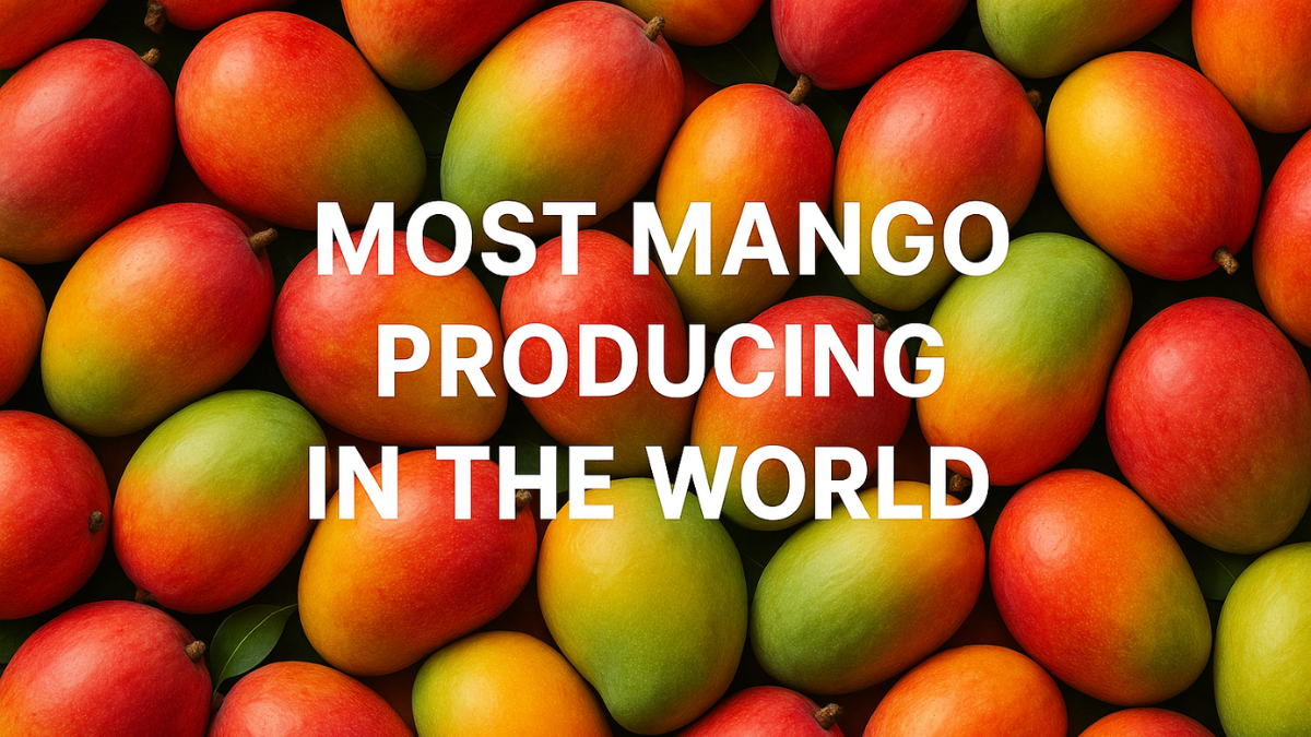 Which is the Most Mango Producing Country in the World?