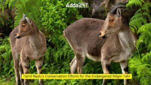 Tamil Nadu's Conservation Efforts for the Endangered Nilgiri Tahr