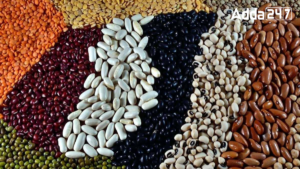 Which District of Uttar Pradesh is Known as "City of Pulses"?