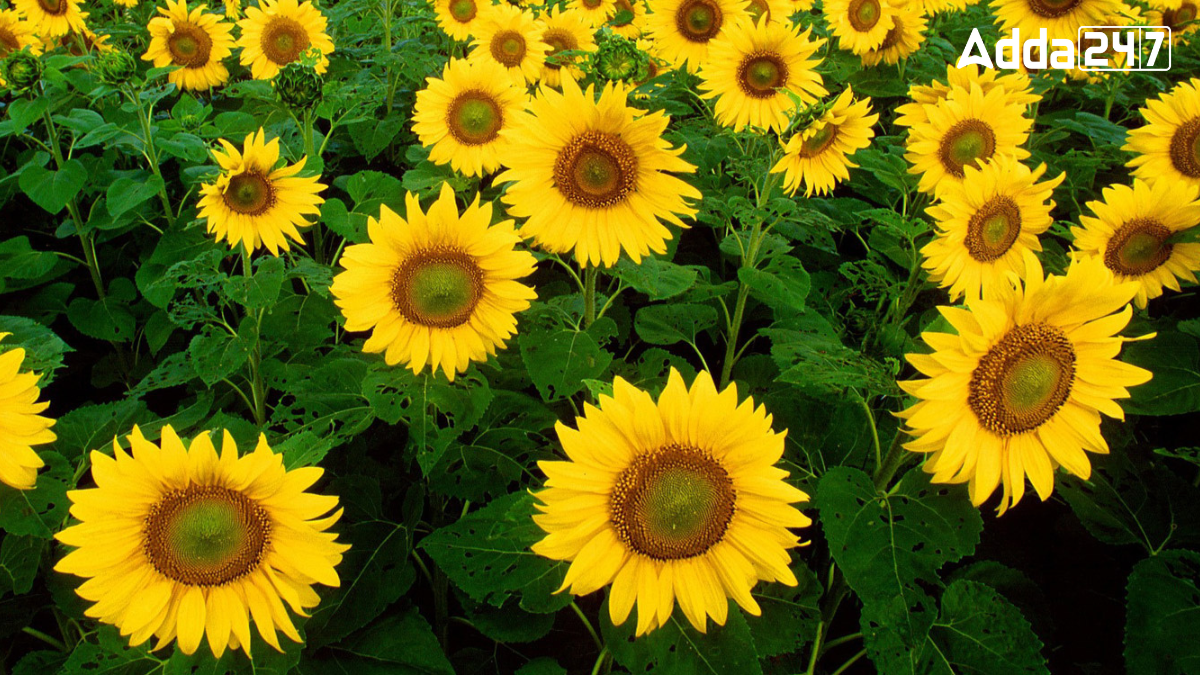 Which State of United States is Known as "The Sunflower State"?