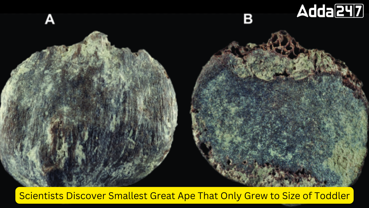 Scientists Discover Smallest Great Ape That Only Grew to Size of Toddler