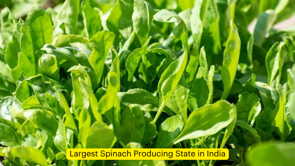 Largest Spinach Producing State in India
