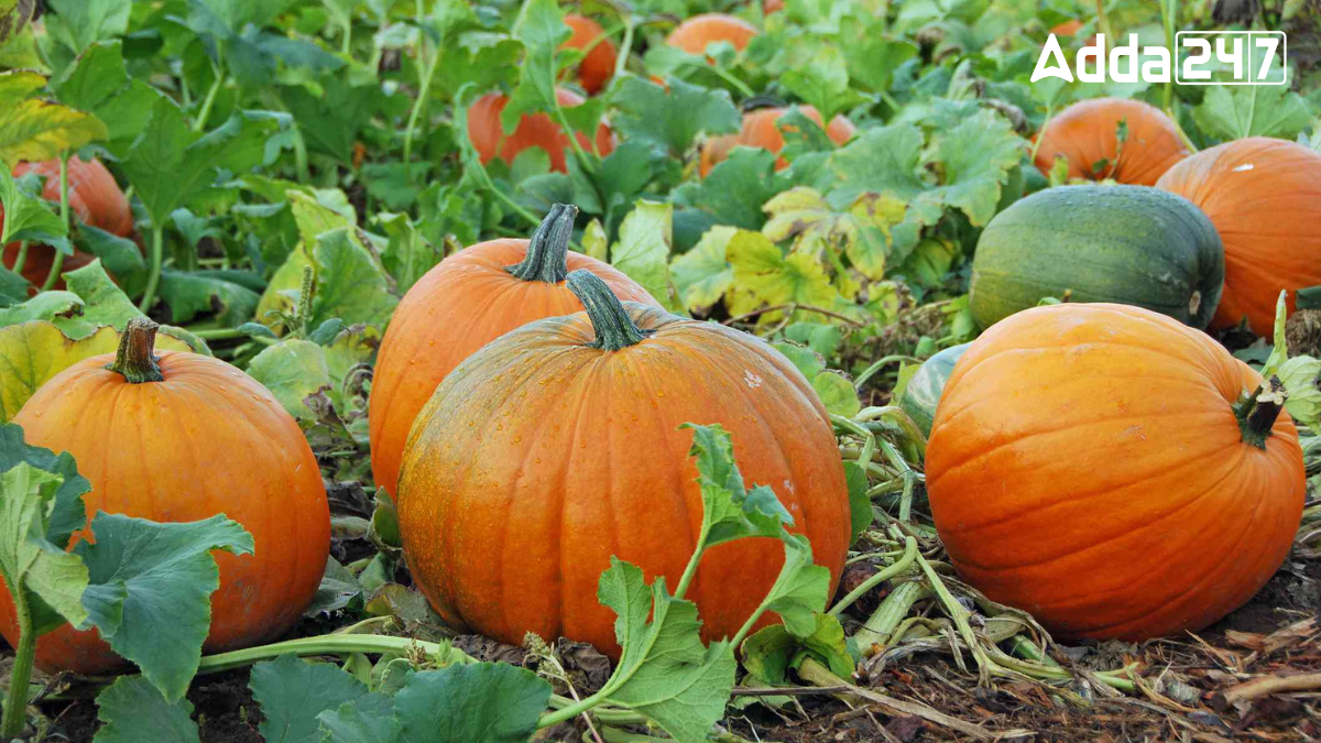Largest Pumpkin Producing State in India