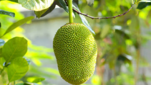 Most Jackfruit Producing Country in the World