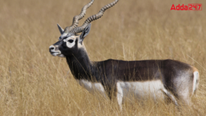 Top-10 Places to See Blackbucks in India