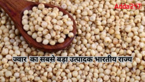 Largest Sorghum (Jowar) Producing Indian State