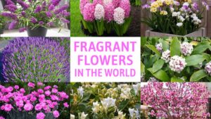 Most Fragrant Flowers in the World