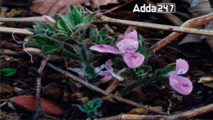 New Fire-Resilient, Dual-Blooming Plant Species Discovered in Western Ghats