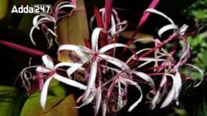 New Discovery in Eastern Ghats: Crinum Andhricum