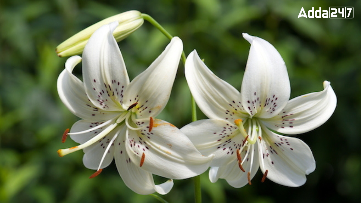 State Flower of Madhya Pradesh