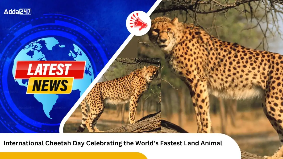 International Cheetah Day Celebrating the World’s Fastest Land Animal