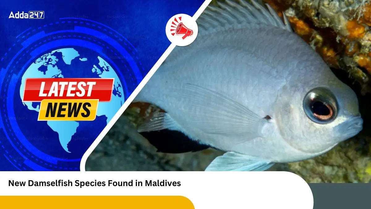 New Damselfish Species Found in Maldives