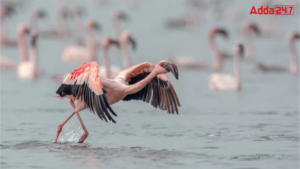 Which District of Maharashtra is Known as the City of Flamingo?